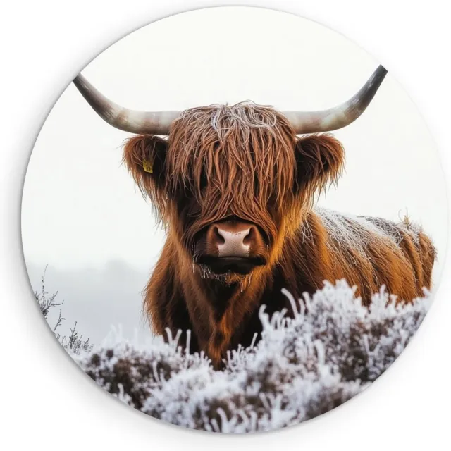 Saammp Forex Muurcirkel - Schotse Hooglander Koe - Bevroren gras - Dieren - Natuur - Ø 50 - Wandcirkel - Wanddecoratie Cirkel - muurdecoratie Woonkamer - Slaapkamer decoratie - Rond Schilderij