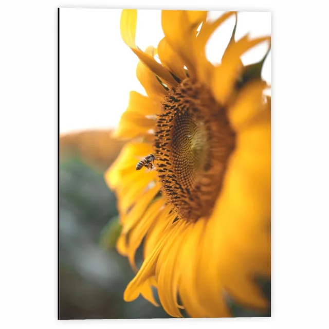 KuijsFotoprint Dibond - Zonnebloem met Wesp - 40x60cm Foto op Aluminium (Met Ophangsysteem) Groen