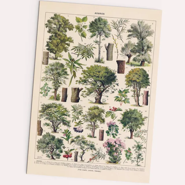 Unyqoos Vintage Poster met Diverse Boomsoorten op Hoogwaardig Papier in A2 Formaat meerdere