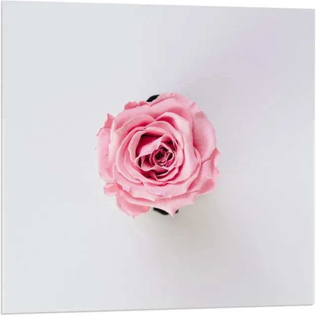 KuijsFotoprint Acrylglas - Roze Roos op Witte Achtergrond - 80x80cm Foto op Acrylglas (Wanddecoratie op Acrylglas)