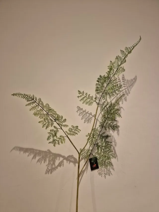 Daan kromhout Zijde Bloem Asparagus - Groen - Kunst - 83 cm - Decoratie Bloemen