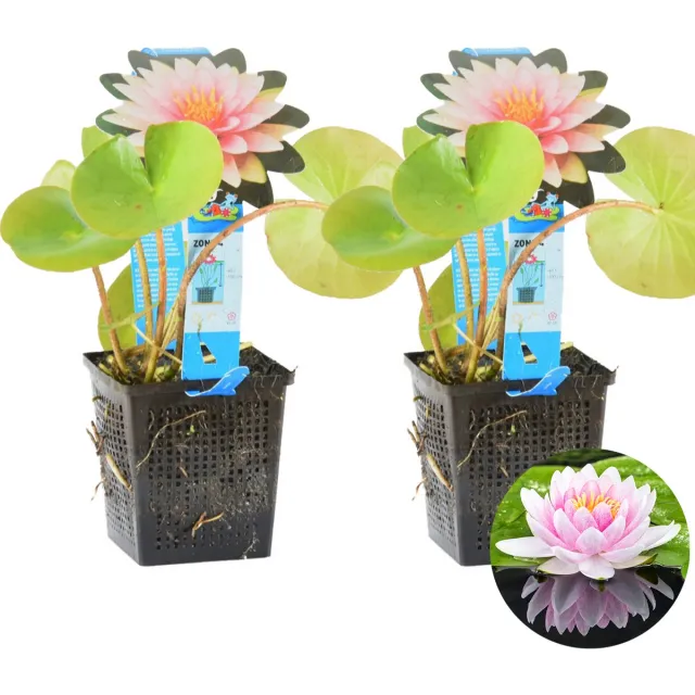 Bloomique Set van 2 - Nymphaea Wilfron Gonnere - Waterlelie - Roze - Vijverplanten - Waterplanten - Winterhard - Hoogte 10-20 cm - Pot 11 cm