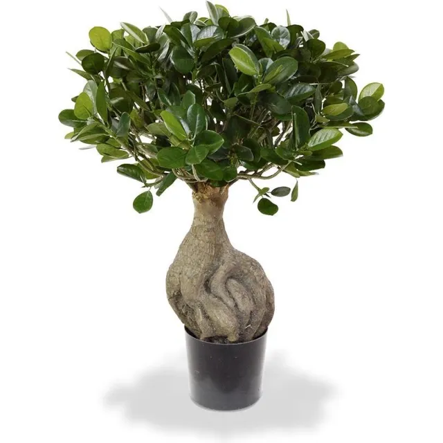 maxifleur Kunstplanten Panda Bonsai kunstboom 55cm Groen