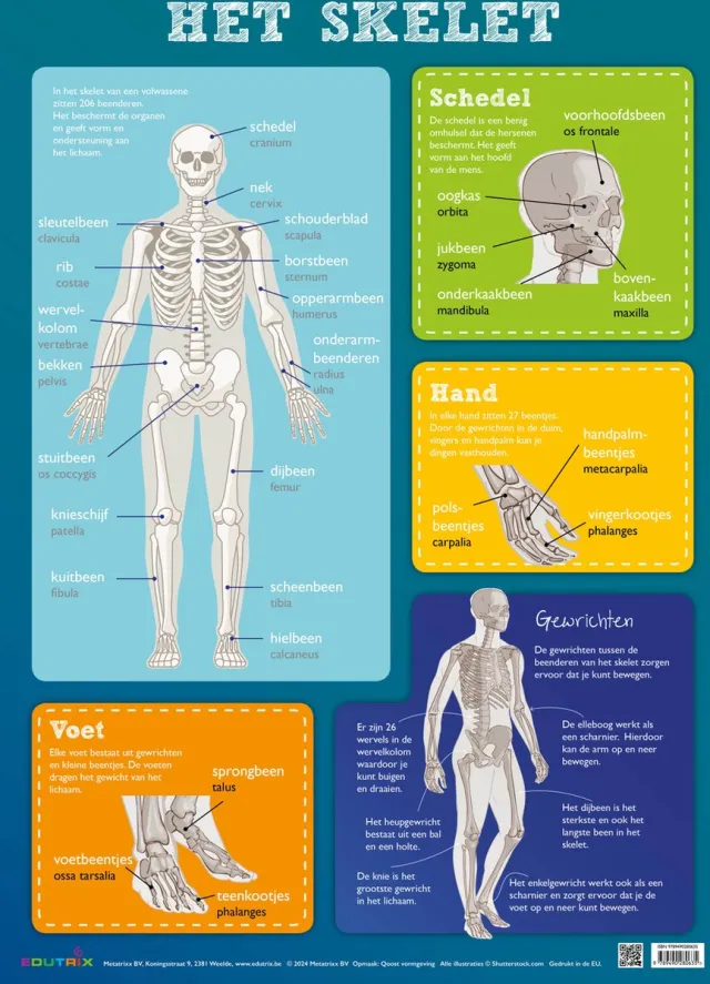 Edutrix Poster: Het skelet blauw