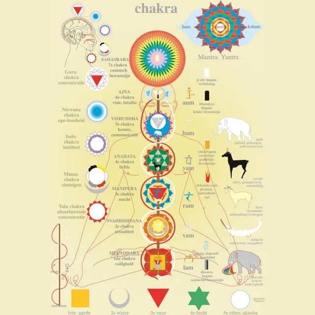 van Baarle Anatomie poster chakra's (Nederlands, gelamineerd, A2) zonder ophangsysteem