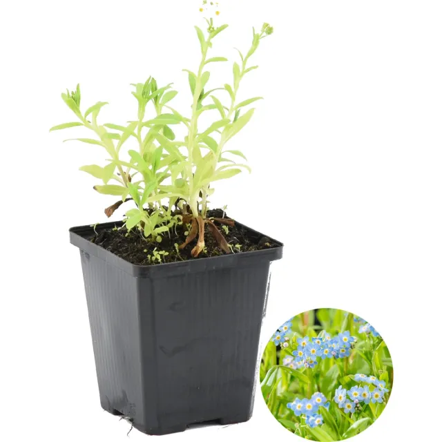 Bloomique Myosotis Palustris - Moerasvergeet-mij-nietje - Vijverplanten - Waterplanten - Winterhard - Hoogte 10-20 cm - Pot 9 cm Blauw