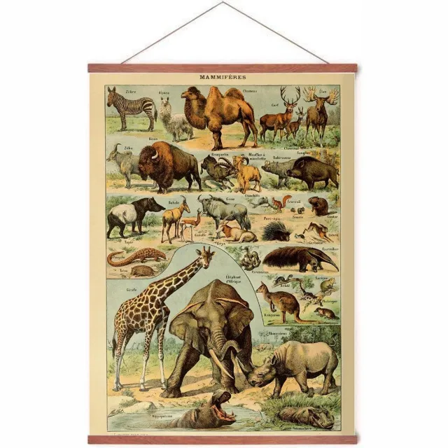 Esque Poster In Posterhanger - Vintage Dieren - Kader Hout - Schoolplaat - Olifant, Giraffe - 70x50 cm - Ophangsysteem