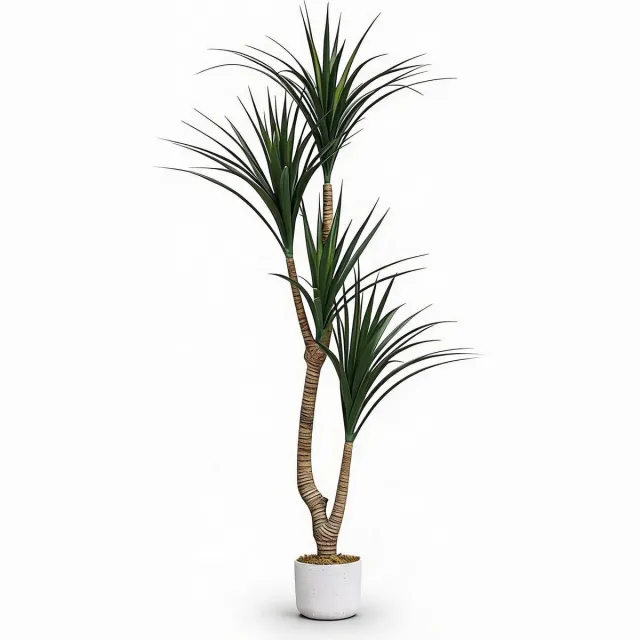 Danky kunst Dracaena Marginata 165cm PEVA PE - levensechte tropische drakenboom UV-bestendig met verzwaarde cementpot voor salon en entree groente