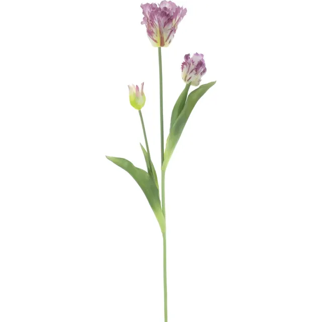 Erutan avon PSO Parrot tulip spray Sally purple 71 cm onbekend