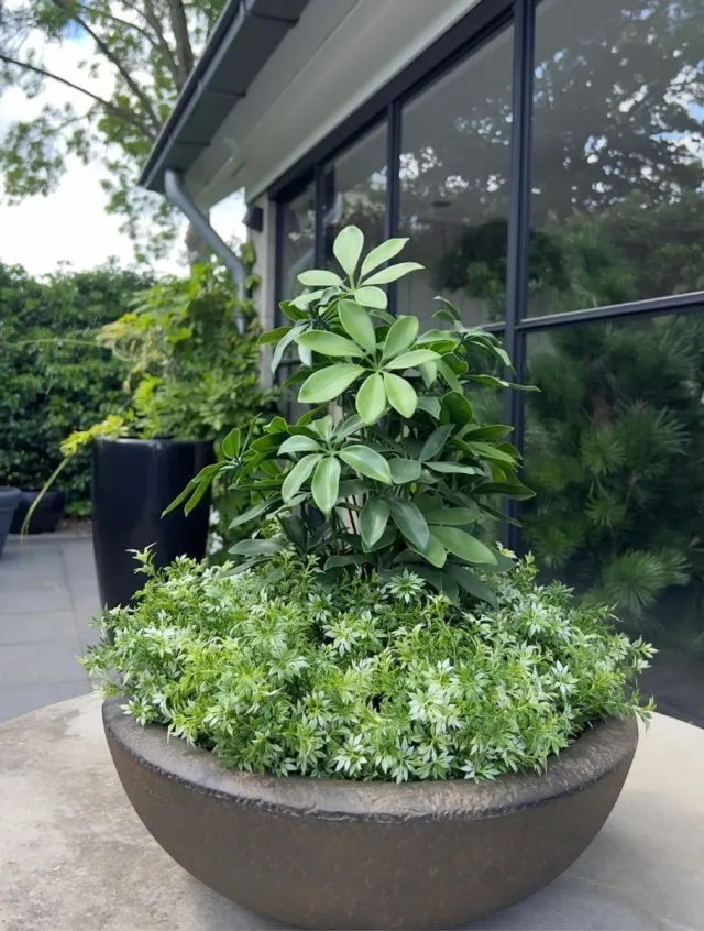 LeopoldFlora Tropische kunstplant Schefflera 50 UV Groen