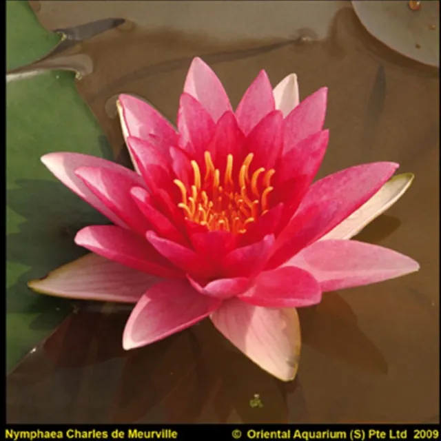 Moerings Nymphaea Charles de Meurville | Waterlelie | In 11CM pot Rood