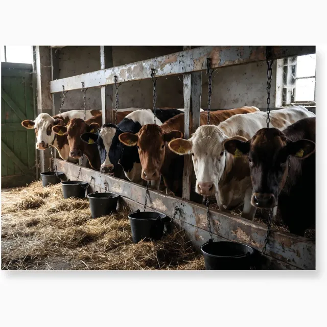 Urban Cotton Glasschilderij The Cow Barn 80x120