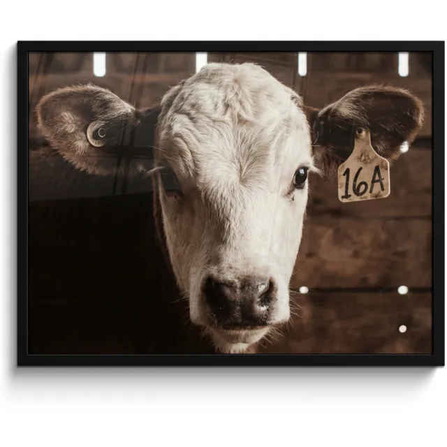 FrameYourWall Poster in lijst - Fotolijst 70x50 cm - Posters - Kalf - Oormerk - Houten stal - Posterlijst zwart - Decoratie - Wanddecoratie woonkamer - Muurdecoratie slaapkamer
