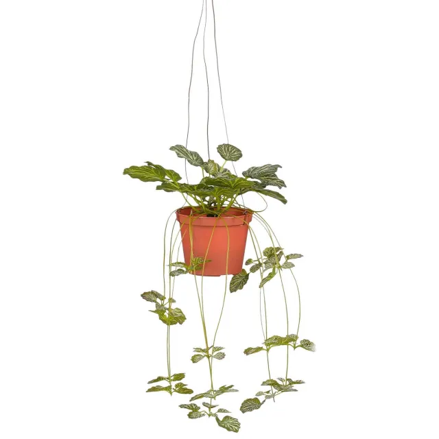Mica Decorations kunstplant Saxifraga Groen