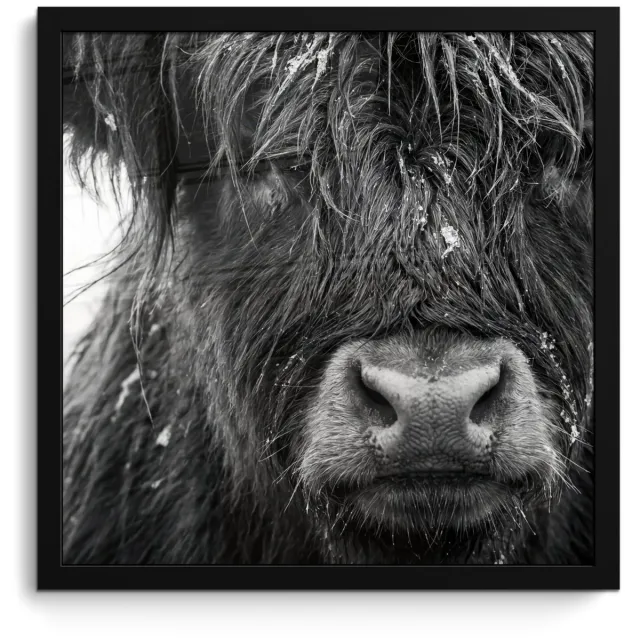 FrameYourWall Poster in lijst - Fotolijst 40x40 cm - Posters - Schotse hooglander - Zwart - Wit - Sneeuwvlokken - Posterlijst zwart - Decoratie - Wanddecoratie woonkamer - Muurdecoratie slaapkamer