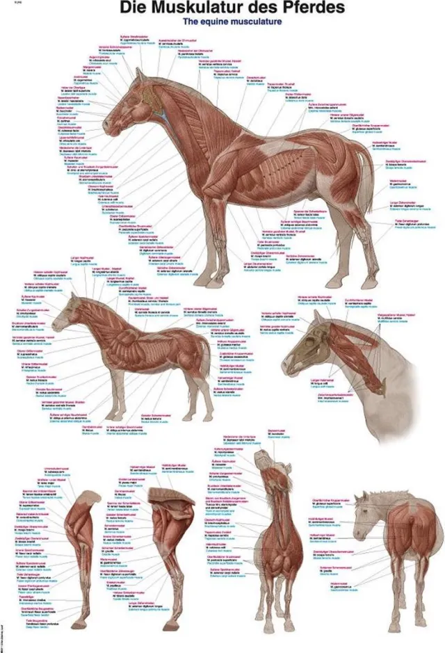 Erler-Zimmer Anatomie poster spieren paard (papier, 50x70 cm) zonder ophangsysteem