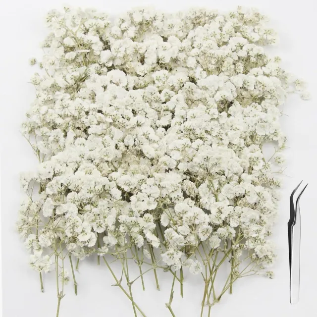 Cosensi Dried Flowers - DIY Decoratie - Handwerk Benodigdheden Wit