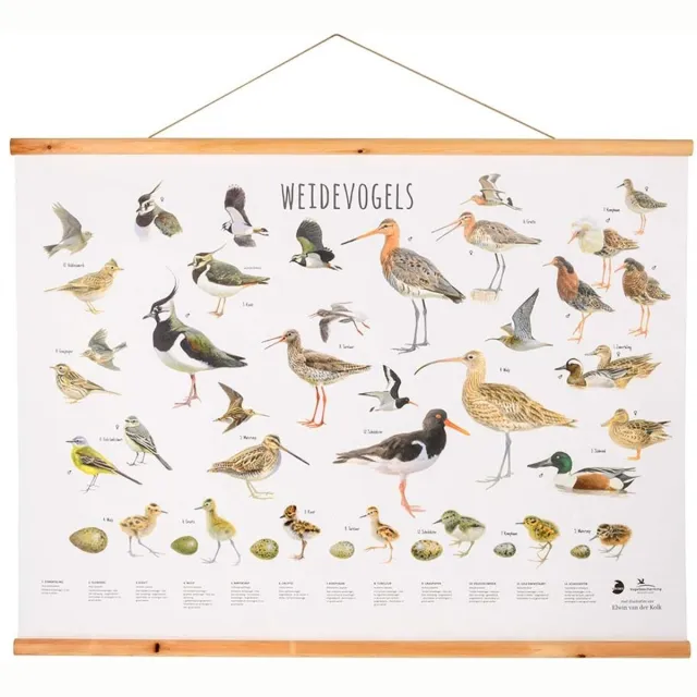 C J Wildlife CJ Wildlife - Weidevogels wandposter - Getekend door Elwin van der Klok - Poster vogels - Cadeau wit