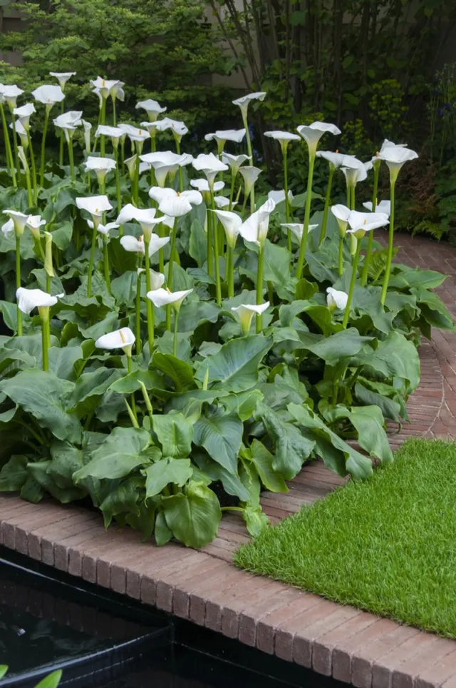 Bloomique Zantedeschia Aethiopica - Witte Aronskelk - Vijverplanten - Winterhard - Hoogte 10-20 cm - Pot 9 cm