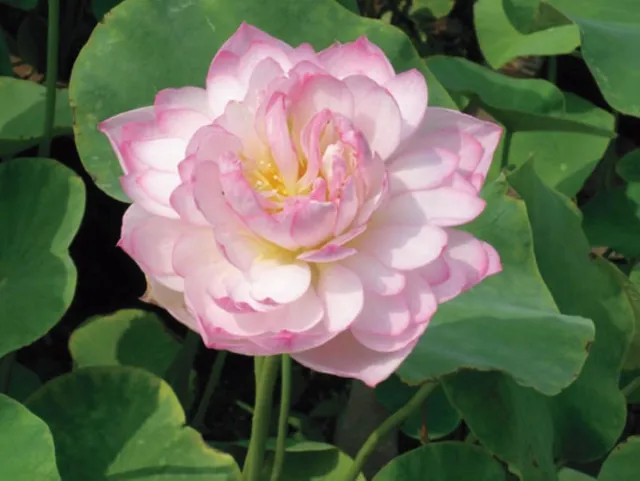 Moerings Nelumbo pink | Rose Lotus | In 3L Mand Roze