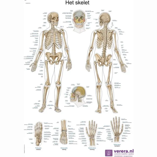 Verera.nl Anatomie poster skelet (Nederlands/Latijn, papier, 50x70 cm) + ophangsysteem met ophangsysteem