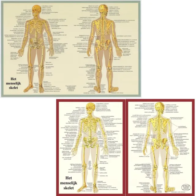 van Baarle Het menselijk lichaam - anatomie posters skelet (Nederlands, gelamineerd, A2 + A4) nvt