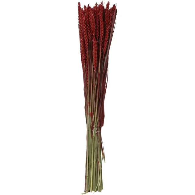 Kaemingk BV Kaemingk Droogbloemenbos Tarwe Rood Ø 14 cm 55 cm