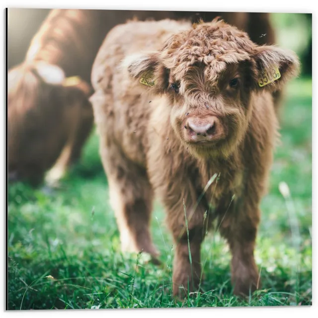 KuijsFotoprint Dibond - Pluizige Babykoe - 50x50cm Foto op Aluminium (Wanddecoratie van metaal) Groen