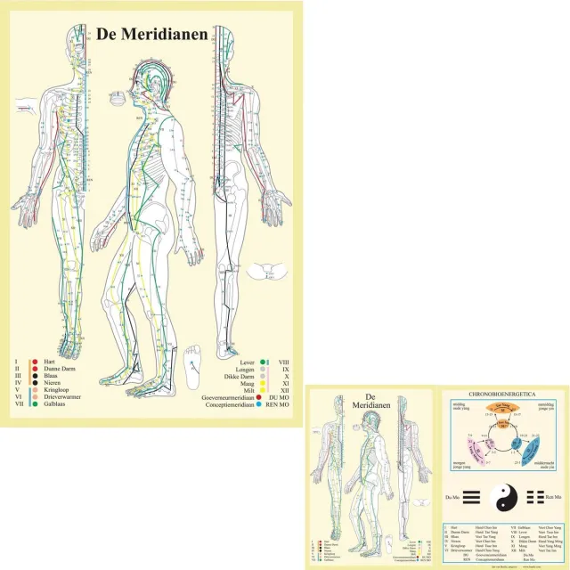 van Baarle Anatomie poster meridianen (Nederlands, gelamineerd, A2 + A4) + ophangsysteem met ophangsysteem