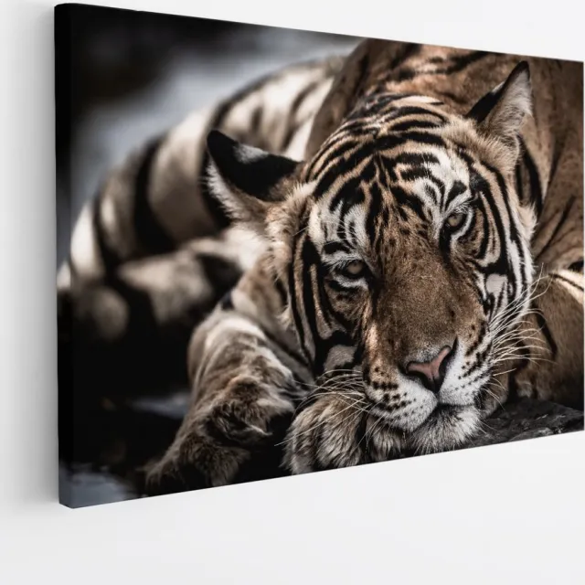 Saammp Canvas Schilderij - Slapende Tijger - Natuur - Dieren - 70x50 - Foto op canvas - Wanddecoratie - Muurdecoratie Woonkamer - Slaapkamer decoratie - Canvas Print Multicolor