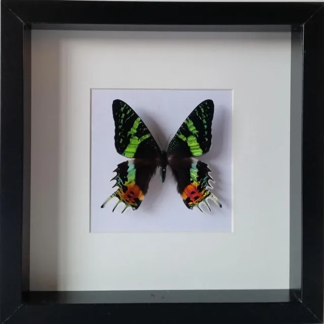 vlinderwereld opgezette Urania Ripheus in diepe houten lijst. zwart