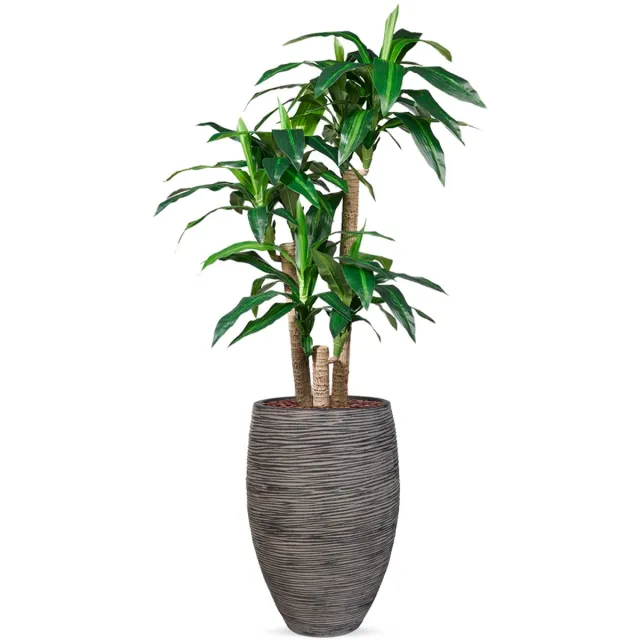 HTT Decorations Kunstplant Dracaena fragans in Vaas elegant Rib antraciet H155 cm