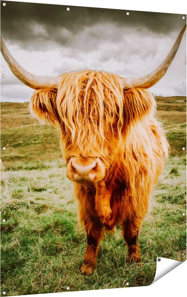 Gards Tuinposter Schotse Hooglanders in de Wei - Kleur - 120x160 cm - Tuindoek - Tuindecoratie - Wanddecoratie buiten - Tuinschilderij Multikleur
