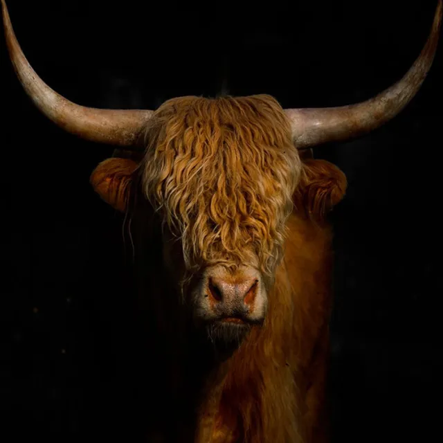 Ter Halle Glasschilderij 80x80cm the Highlander multi