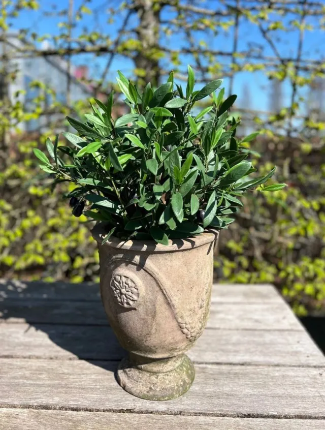 LeopoldFlora Kunst olijfboompje 40cm UV Groen
