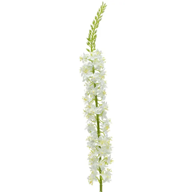 Viana Woestijnstaart wit 106cm
