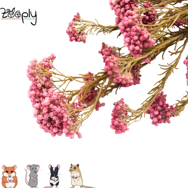 Zooply Duizenblad - 70 gram - in koker