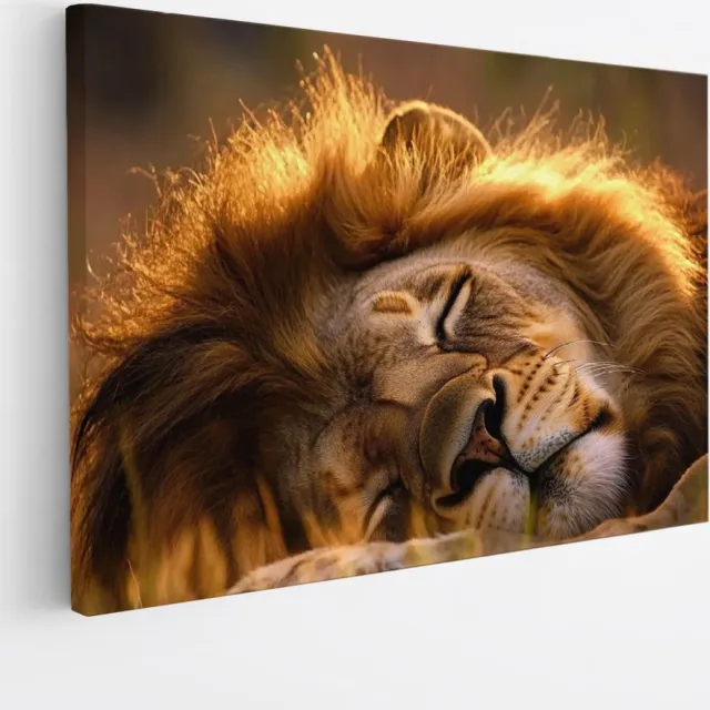 Saammp Canvas Schilderij - Slapende Leeuw in zonsondergang - Dieren - Natuur - 70x50 - Foto op canvas - Wanddecoratie - Muurdecoratie Woonkamer - Slaapkamer decoratie - Canvas Print Multicolor