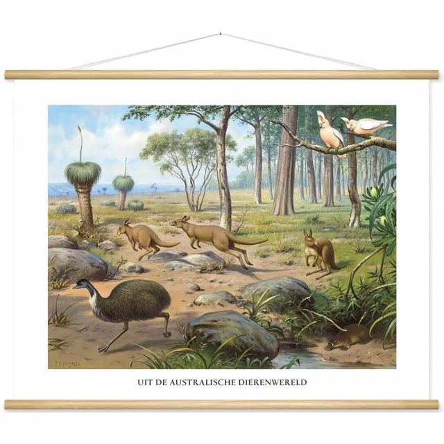 wallchart unlimited Schoolplaat 'Uit de Australische dierenwereld' van M.A. Koekkoek wit
