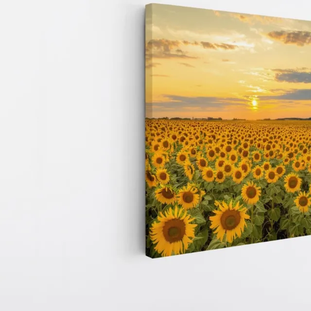 Saammp Canvas Schilderij - Zonnebloemenveld - Landschap - Natuur - 40x40 - Foto op canvas - Wanddecoratie - Muurdecoratie Woonkamer - Slaapkamer decoratie - Canvas Print Multicolor