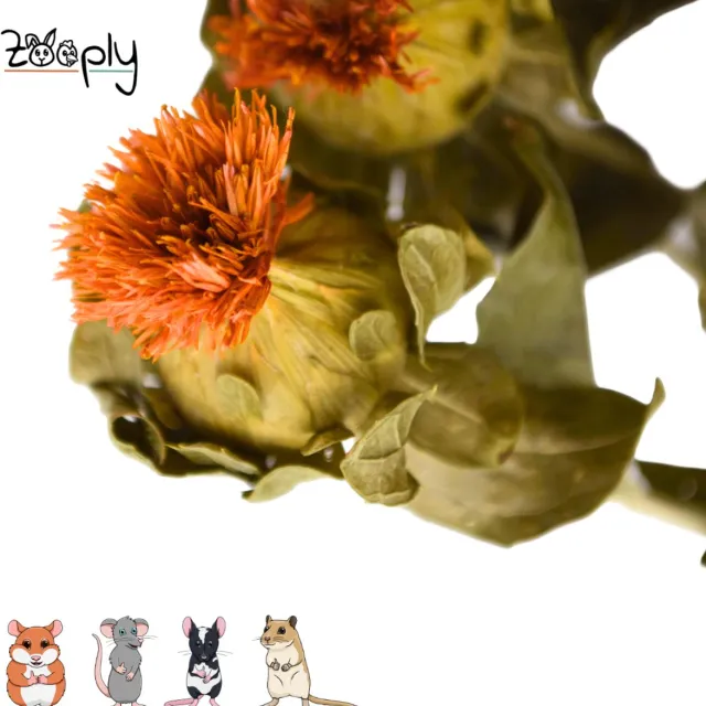 Zooply Muurbloem - 70 gram - in koker