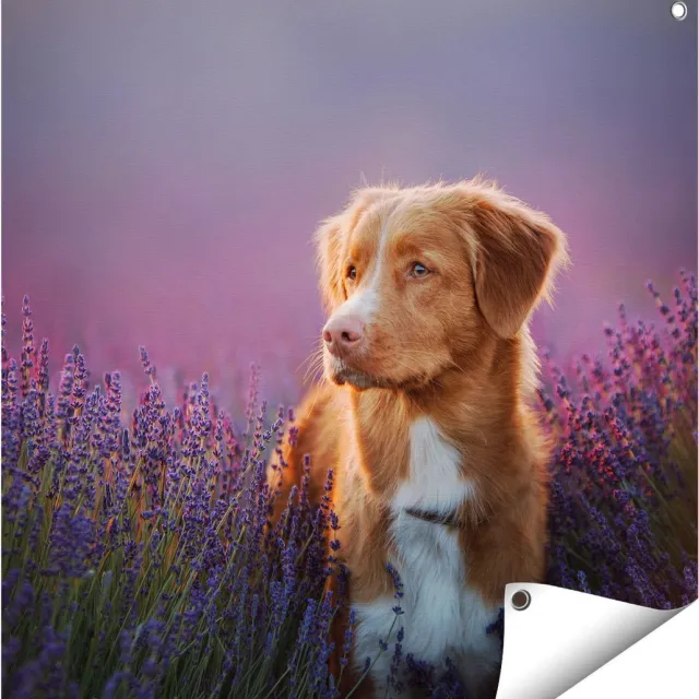 Gards Tuinposter Retriever Hond tussen de Lavendel Bloemen - 70x70 cm - Tuindoek - Tuindecoratie - Wanddecoratie buiten - Tuinschilderij Multikleur