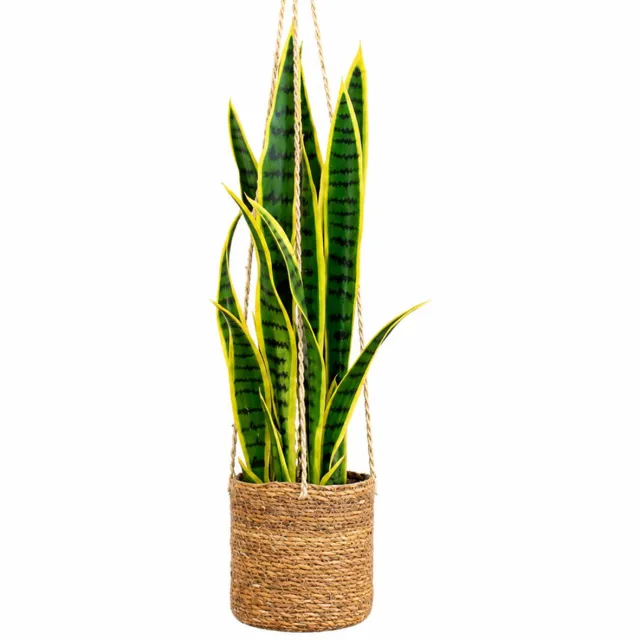 HTT Decorations Kunstplant Sansevieria in hangmand naturel L100cm