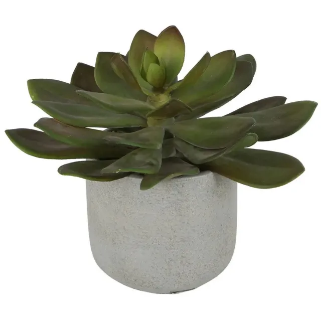 Louis Maes succulent h20cm groen Louis Maes onbekend