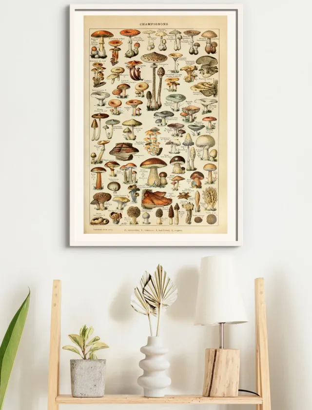 Esque Poster In Witte Lijst Champignon Groenten - Paddenstoelen Natuur Botanisch Millot - Plant & Tuin - 50x70 cm