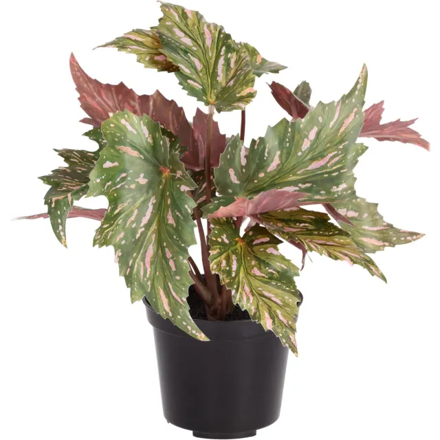 maxifleur Kunstplanten Begonia Rex kunstplant groen rood 20cm in kweekpot Meerkleurig