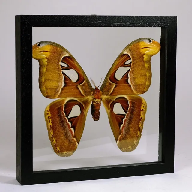 Vlinders in Lijst Opgezette Atlasvlinder in Dubbelglas Lijst - Attacus Atlas Zwart