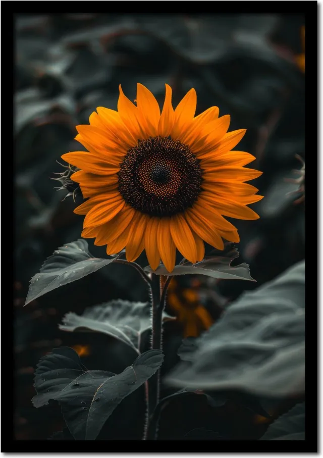 Plakkers Poster groeiende zonnebloem - 70cm x 100cm - vintage - woonkamer - slaapkamer - bloemen posters - goedkoop - muurposter - natuur - wanddecoratie Full-colour