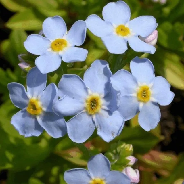 Waterplantenspecialist Myosotis palustris (set van 6 stuks P9) blauw