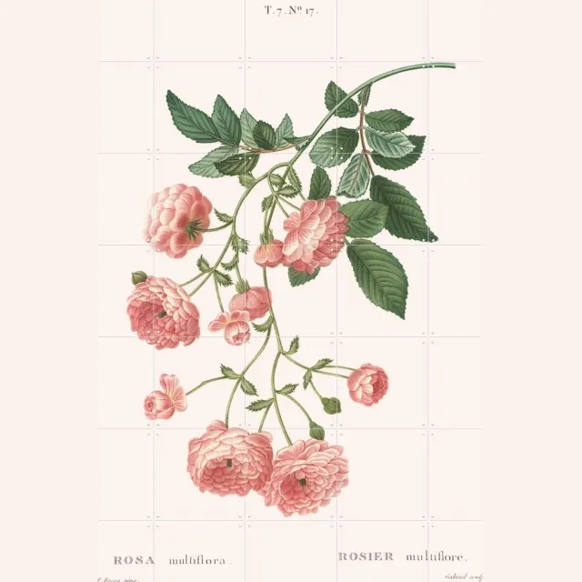 IXXI Rosa Multiflora, Aster Edition - 100 x 140 cm - Grote wanddecoratie en posters - Illustraties, Botanisch, Bloemen Pastel kleuren